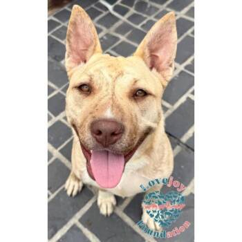 Rescue Australian Kelpie and Pit Bull Terrier Dogs for Adoption in Inglewood, California - Kiara | PetCurious