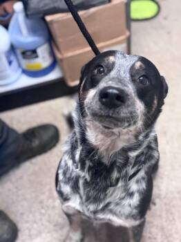 Australian Cattle Dog Blue Heeler Dogs Available for Adoption - Jake | PetCurious