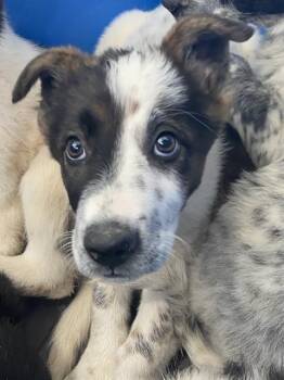 Mixed Breed Dogs Available for Adoption - ROBYN | PetCurious