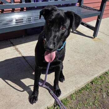 RAVEN -  Labrador Retriever Dog for Adoption in Barnstable, Massachusetts - RAVEN | PetCurious