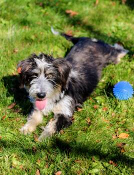 Basil -  Dachshund and Poodle Dog for Adoption in Battle Creek, Michigan - Basil | PetCurious