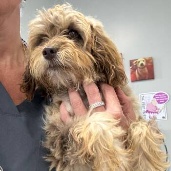Abbi -  Cavalier King Charles Spaniel and Poodle Dog for Adoption in Normal, Illinois - Abbi | PetCurious