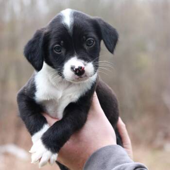 Shepherd Dogs Available for Adoption in Eastford, Connecticut - CT Jaguar Avail Apr 25 | PetCurious