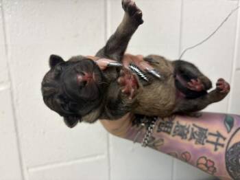 A597006 -  German Shepherd Dog Dog for Adoption in San Bernardino, California - A597006 | PetCurious