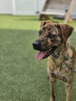 Kit Kat -  Mixed Breed Dog for Adoption in Savannah, Georgia - Kit Kat | PetCurious