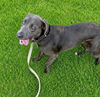 RACHEL -  Labrador Retriever Dog for Adoption in Ocala, Florida - RACHEL | PetCurious