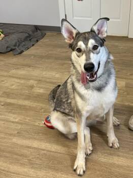 Shepherd Dogs Available for Adoption in Jamestown, North Dakota - Flounder/Bellum | PetCurious