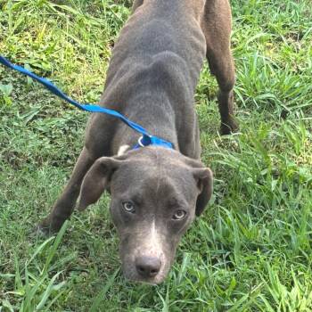 Popton/ Diamond -  Mixed Breed Dog for Adoption in Memphis, Tennessee - Popton/ Diamond | PetCurious