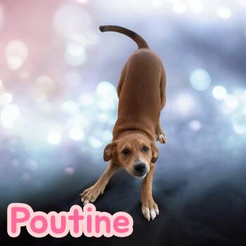 Rescue Hound Dogs for Adoption in Chuckey, Tennessee - Poutine - NJ | PetCurious