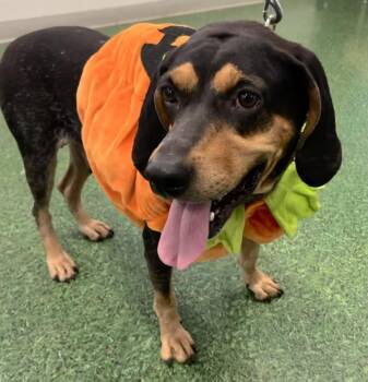 Rescue Black And Tan Coonhound and Mixed Breed Dogs for Adoption in Acworth, Georgia - Lottie | PetCurious