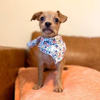 Popcorn Pop Hop -  Dachshund and Chihuahua Dog for Adoption in Friendswood, Texas - Popcorn Pop Hop | PetCurious