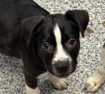 Oscar -  Labrador Retriever Dog for Adoption in Golden, Colorado - Oscar | PetCurious