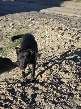 Rescue Border Collie and Pit Bull Terrier Dogs for Adoption in Price, Utah - Meeka | PetCurious