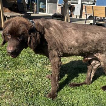teddy -  Newfoundland Dog Dog for Adoption in Bellingham, Washington - Teddy | PetCurious