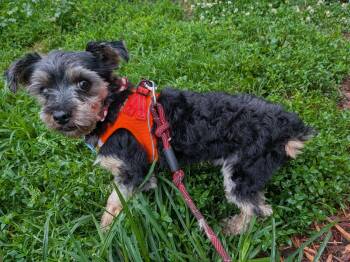 Chipp-ARR -  Yorkshire Terrier Dog for Adoption in Pataskala, Ohio - Chipp-ARR | PetCurious