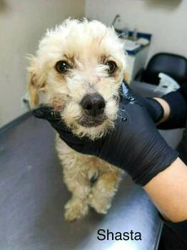 Shasta -  Poodle and Mixed Breed Dog for Adoption in Severance, Colorado - Shasta | PetCurious