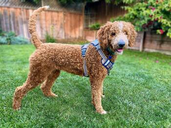 Golden Retriever and Standard Poodle Dogs Available for Adoption in Palo Alto, California - Roomba | PetCurious