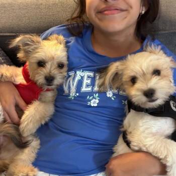 Lily Alardin -  Shih Tzu and Terrier Dog for Adoption in Houston, Texas - Lily Alardin | PetCurious