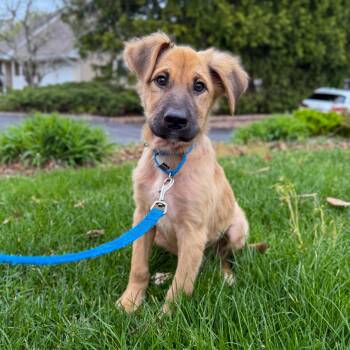 Shepherd Dogs Available for Adoption in Yaphank, New York - Beethoven  | PetCurious
