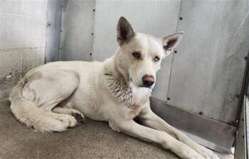 German Shepherd Dog and Siberian Husky Dogs Available for Adoption in San Bernardino, California - ALARIC | PetCurious