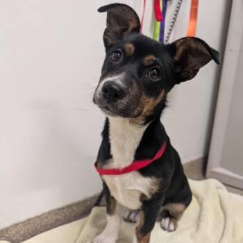 Mixed Breed Dogs Available for Adoption - Misty McEntire | PetCurious