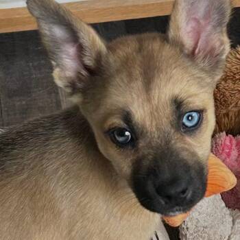 Peanut -  Shepherd Dog for Adoption in Brockport, New York - Peanut | PetCurious