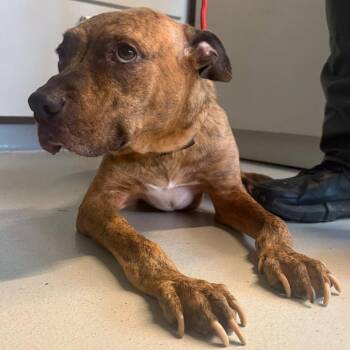 Zula -  Mixed Breed Dog for Adoption in Huntington, West Virginia - Zula | PetCurious