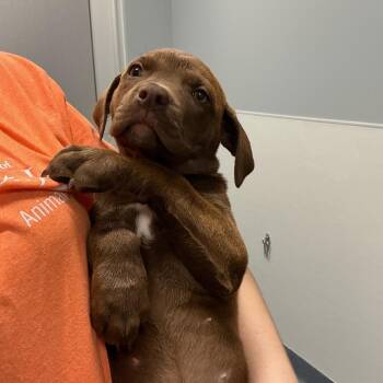 Medusa -  Labrador Retriever and Mixed Breed Dog for Adoption in Saint Joseph, Missouri - Medusa | PetCurious