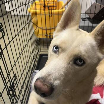 Husky Dogs Available for Adoption in Harrisonburg, Virginia - 70892 | PetCurious