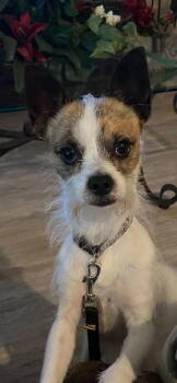 Rescue Chihuahua Dogs for Adoption in Timonium, Maryland - Yoda | PetCurious