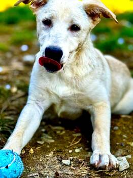 Rescue Yellow Labrador Retriever Dogs for Adoption in Newton, New Jersey - Nala Baby | PetCurious