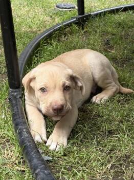 American Bully and Pit Bull Terrier Dogs Available for Adoption in Tracy, California - Finn | PetCurious