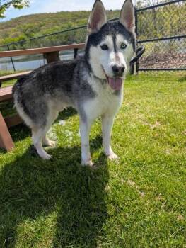 Bullet -  Husky Dog Available for Adoption in Warren, Pennsylvania - Bullet | PetCurious