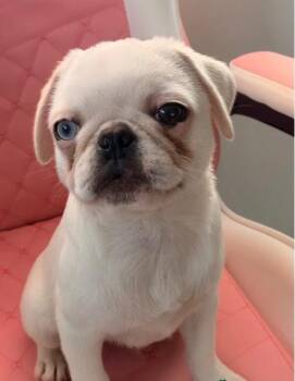 Wrigley -  Pug Dog for Adoption in Norco, California - Wrigley | PetCurious