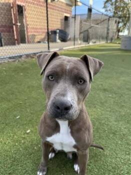 Rescue Pit Bull Terrier and Mixed Breed Dogs for Adoption in Hutchinson, Kansas - Walmart | PetCurious