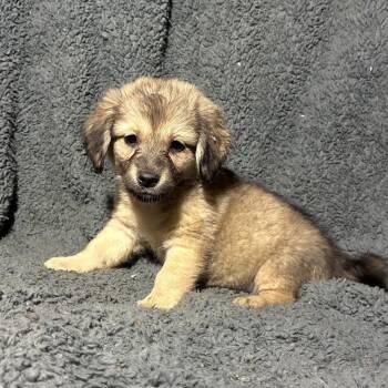 Breeze -  Dachshund and Corgi Dog for Adoption in Pelham, New Hampshire - Breeze | PetCurious