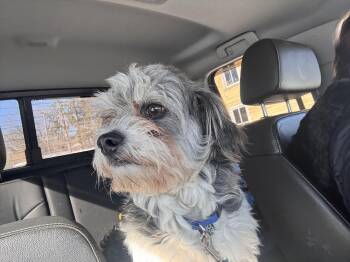 Shih Tzu and Maltese Dogs Available for Adoption - Poppy | PetCurious