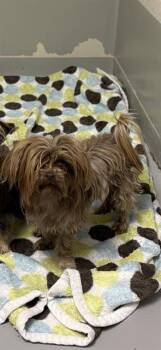 Yorkshire Terrier and Mixed Breed Dogs Available for Adoption in Sugar Land, Texas - BENTLEY | PetCurious
