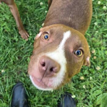 Scary Spice -  Pit Bull Terrier Dog for Adoption in Waldorf, Maryland - Scary Spice | PetCurious