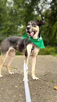 Hazelnut (26-174 D) -  Mixed Breed Dog for Adoption in Lansing, Michigan - Hazelnut (26-174 D) | PetCurious
