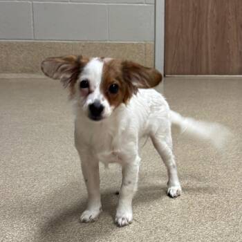 Mabel -  Mixed Breed Dog for Adoption in Bristol, Indiana - Mabel | PetCurious