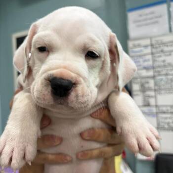 Chase -  Terrier and Mixed Breed Dog for Adoption in Pinellas Park, Florida - Chase | PetCurious