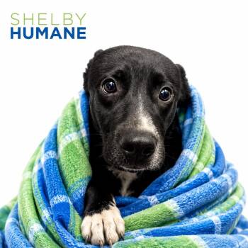 Ameoba -  Mixed Breed Dog for Adoption in Columbiana, Alabama - Ameoba | PetCurious