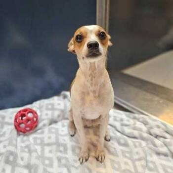 Junior -  Chihuahua Dog for Adoption in Bellingham, Washington - Junior | PetCurious