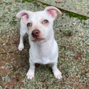 Popcorn -  Chihuahua and Dachshund Dog for Adoption in Boulder, Colorado - Popcorn | PetCurious