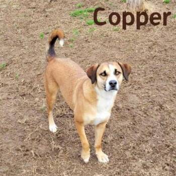 Copper -  Mixed Breed Dog for Adoption in Matteson, Illinois - Copper | PetCurious