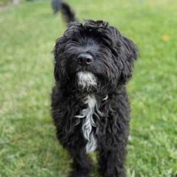 Amber -  Labradoodle Dog for Adoption in Los Angeles, California - Amber | PetCurious