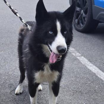 Troy -  Husky Dog for Adoption in Newark, New Jersey - Troy | PetCurious
