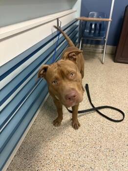 Rescue American Bulldog Dogs for Adoption in Doral, Florida - MANGO | PetCurious