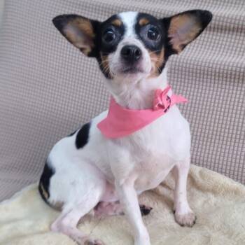 Chihuahua Dogs Available for Adoption in Manchester, New Hampshire - Furiosa In NH. Come Meet Our Adoptable Dogs Wednesday-Saturday.  | PetCurious